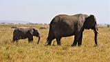 TANZANIA - Serengeti National Park - Elefanti - 5